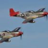 redtails_sq